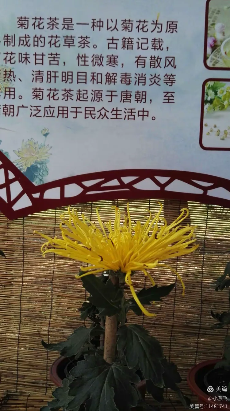 又是一年赏菊时